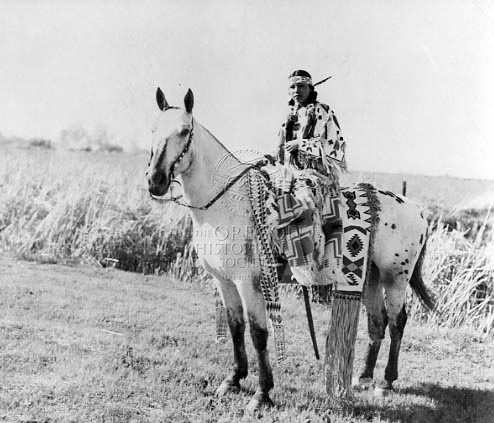 Appaloosa horse breed