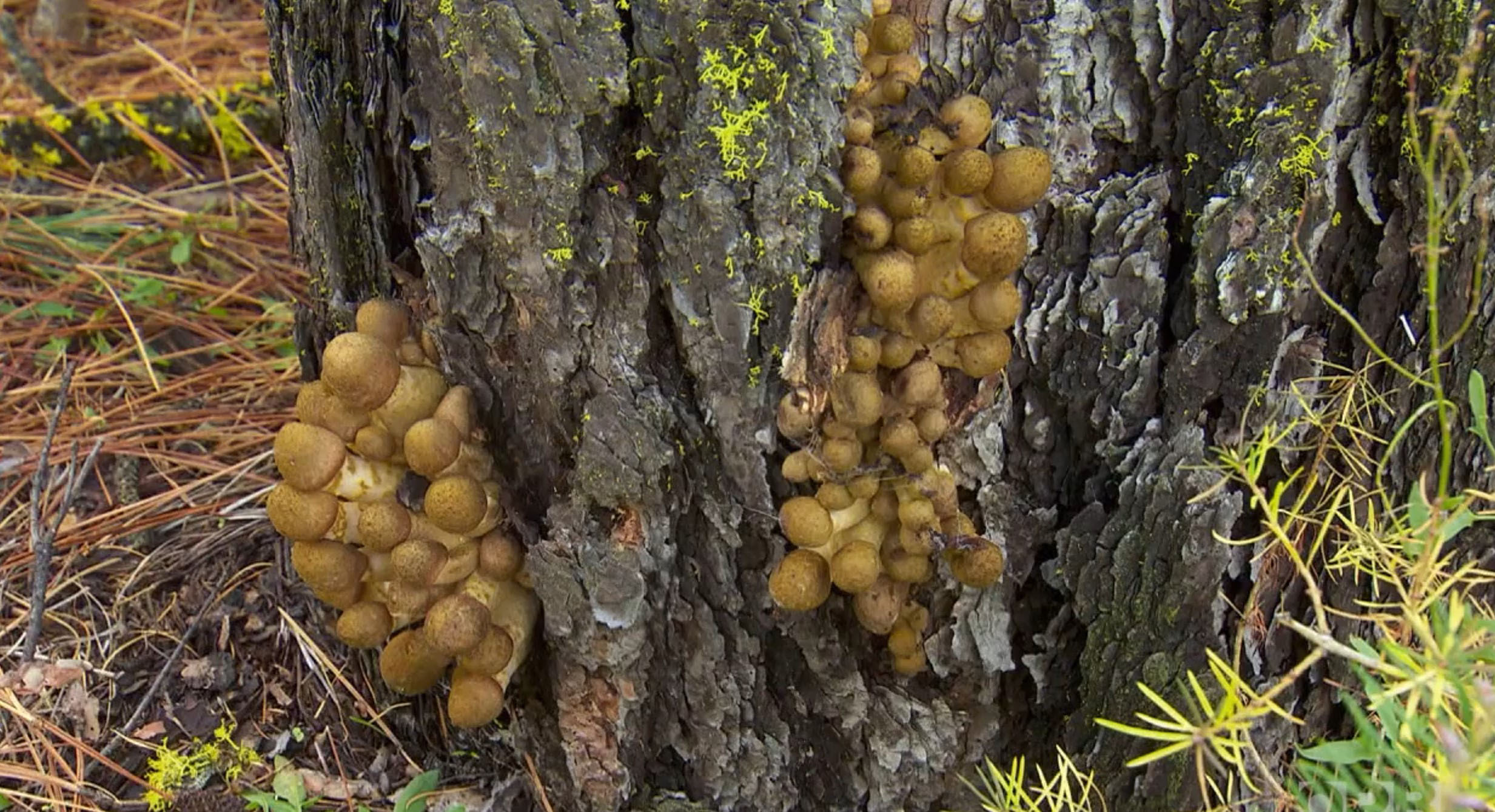 Humongous Fungus