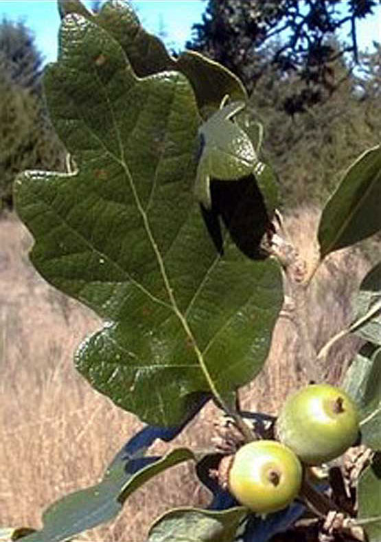 Oregon white oak