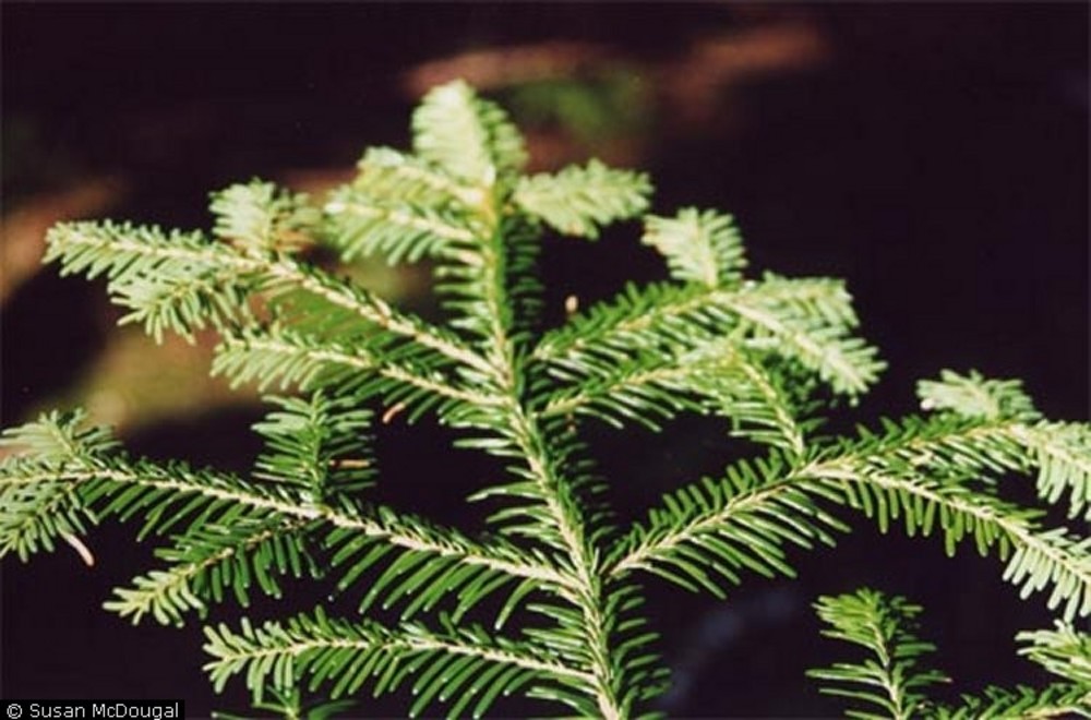 Pacific silver fir (Abies amabilis (Douglas ex Louden) Douglas ex Forbes).