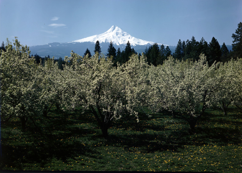 Pear blossoms in a Hood River Valley orchard, 1940.