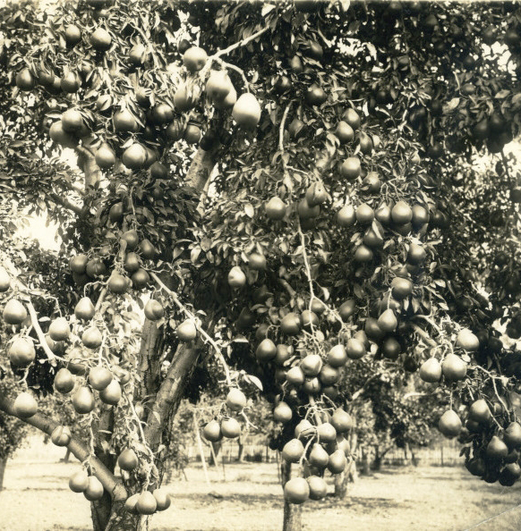 Pear orchard in Douglas County, Oregon, 1920.