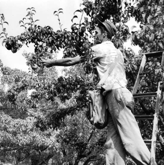 Pears and the pear industry