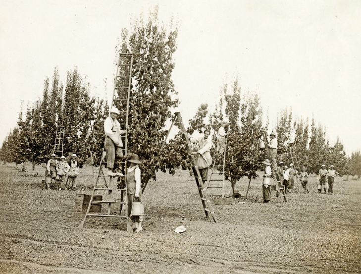 Women picking in Comice orchard, 1918.