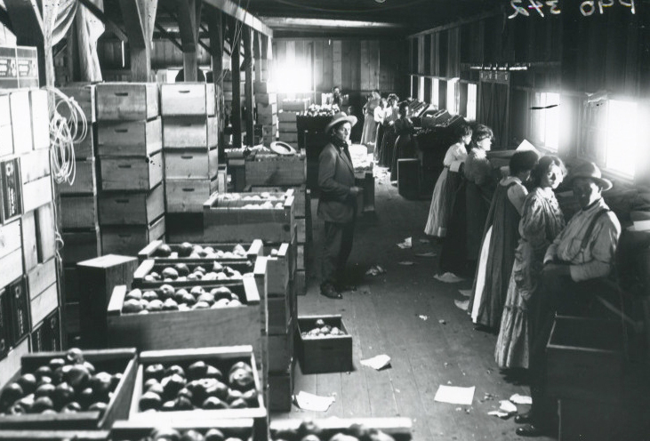Comice pears in the C. H. Lewis packing house, 1903.
