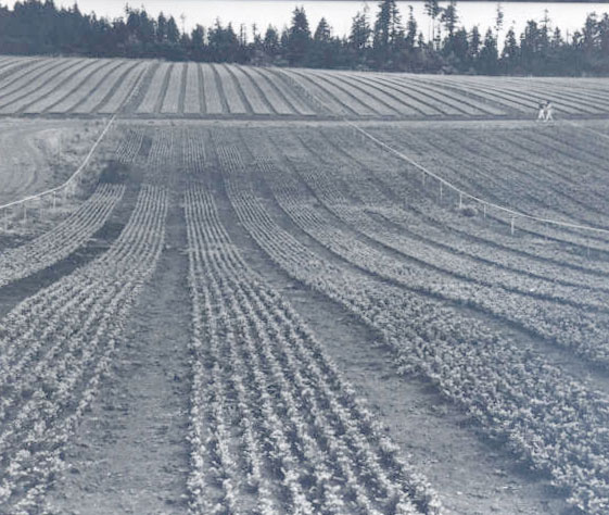Peavy Arboretum, evergreen seedlings, 1957