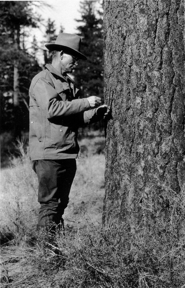 Walter J. Perry using an increment borer to extract tree rings.