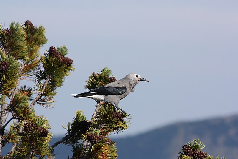 Whitebark pine