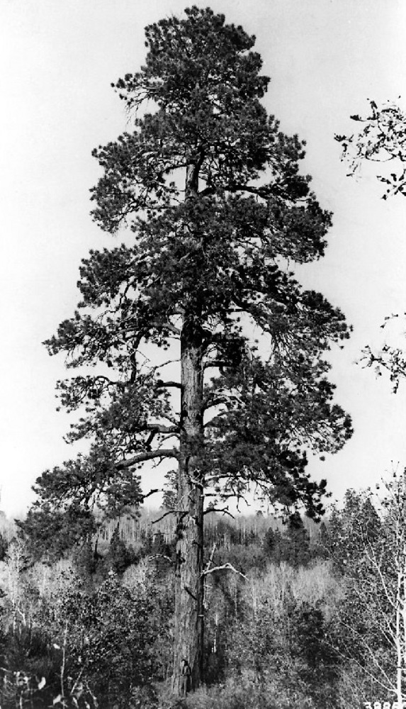 Ponderosa Pine (Pinus ponderosa C. Lawson).