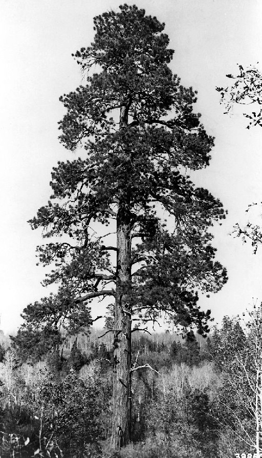 Ponderosa Pine.