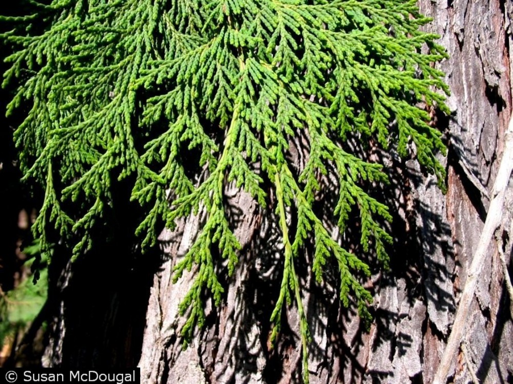 Port Orford cedar.