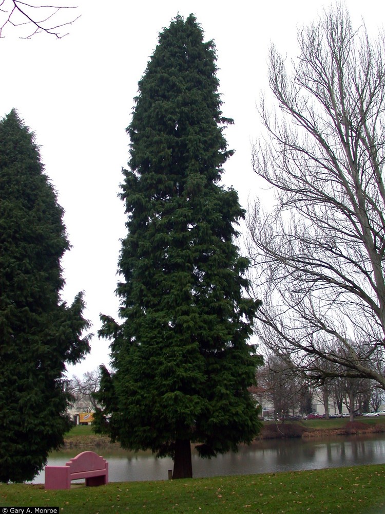 Port Orford Cedar