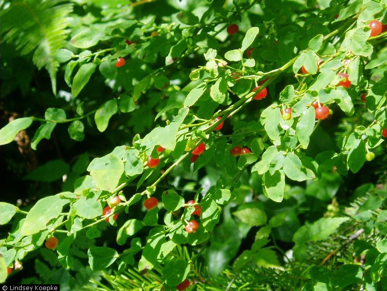 Red huckleberry (Vaccinium parvifolium Sm.).