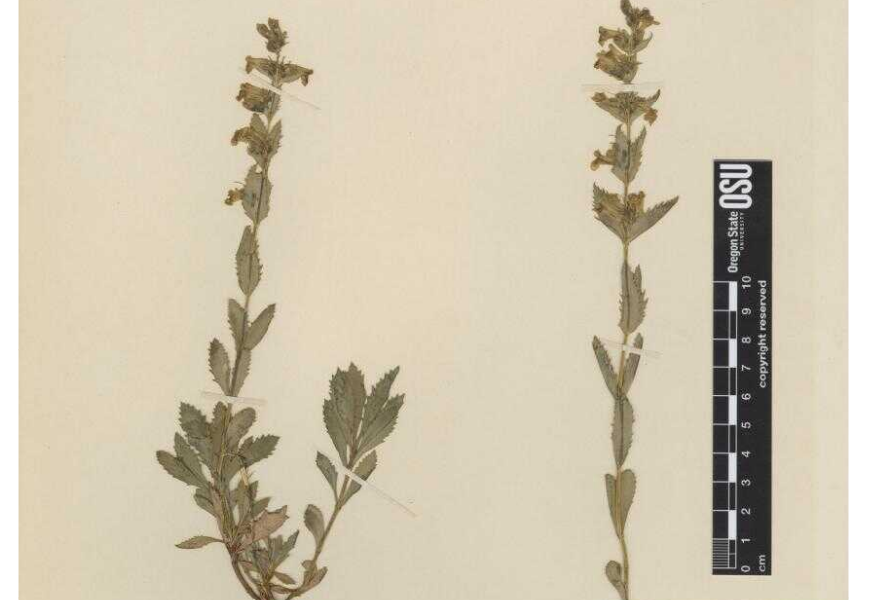 Location Notes: bluffs of higher Grayback Mt. Collector: L.F. Henderson, Lincoln Savage, Roy C. Andrews.