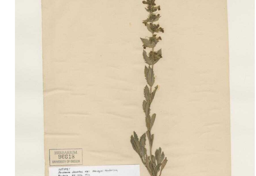 Location Notes: Grayback Mt. Collector: L.F. Henderson, Lincoln Savage, Roy C. Andrews.