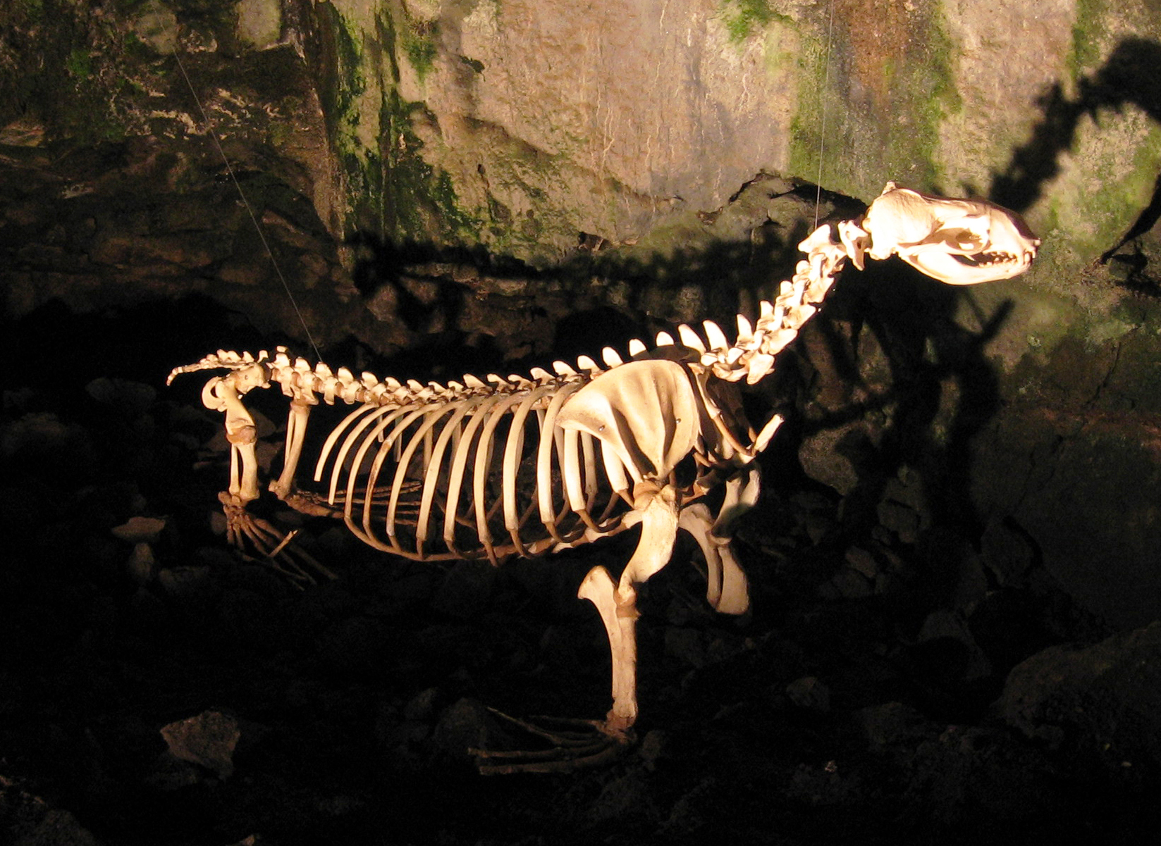 Sea lion skeleton at Sea Lion Caves, July 2011.