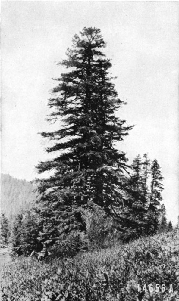 Shasta fir.