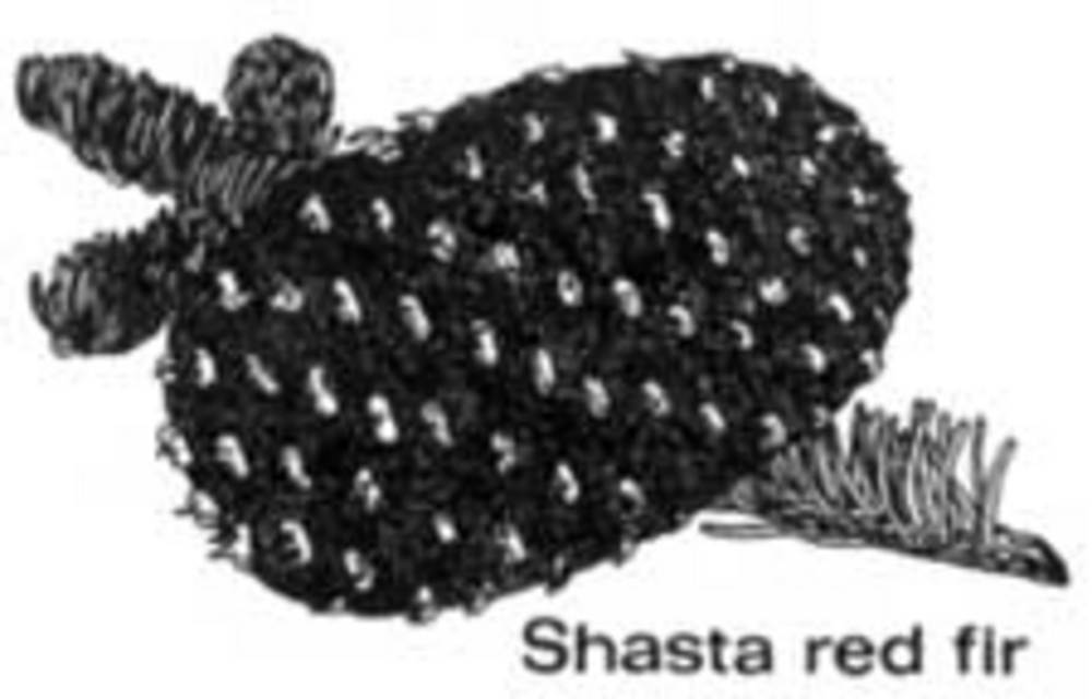 Shasta fir cone.