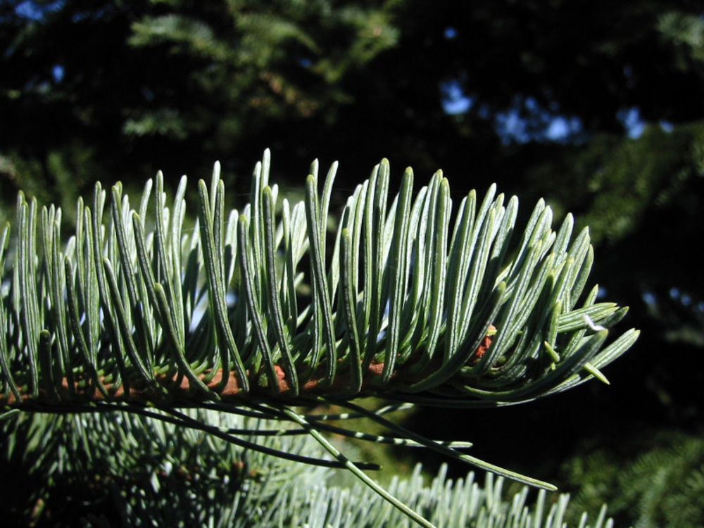 Shasta fir.