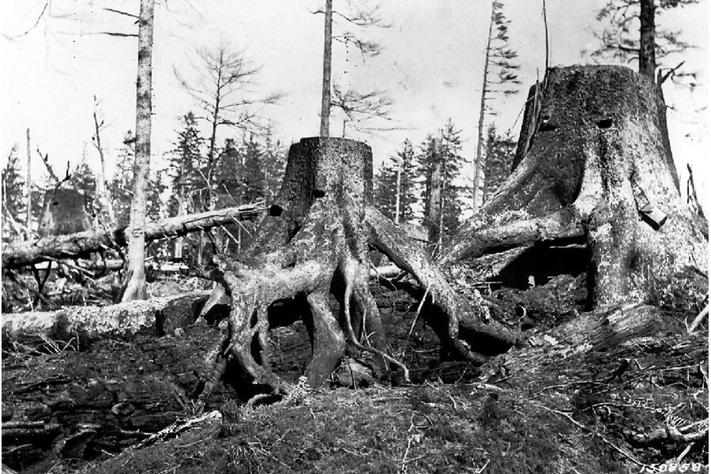 Sitka spruce (Picea sitchensis (Bong.) Carrière), 1919.