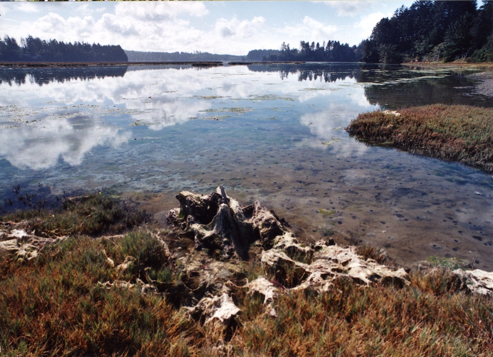 Metcalf Marsh, South Slough Reserve.