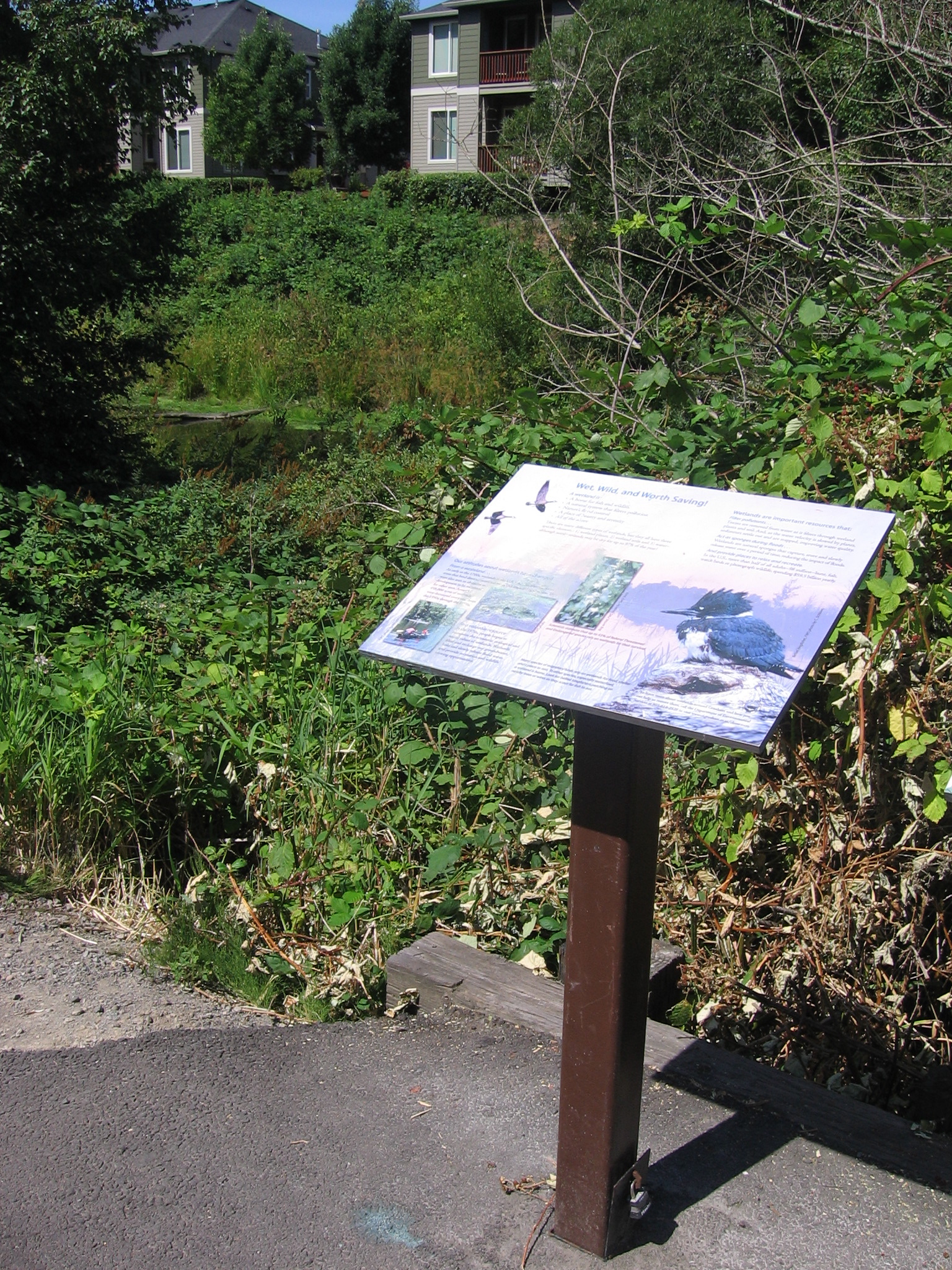 Wetlands along Springwater Corridor Trail, Gresham, Aug. 21, 2011.