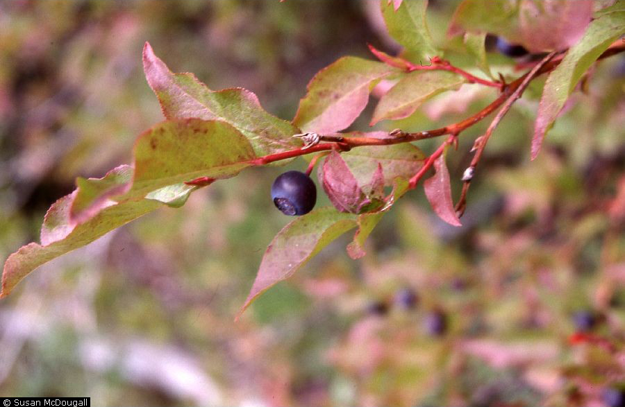 Thinleaf huckleberry (Vaccinium membranaceum Douglas ex Torr.).