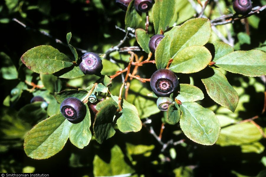 Blueberries and Huckleberries