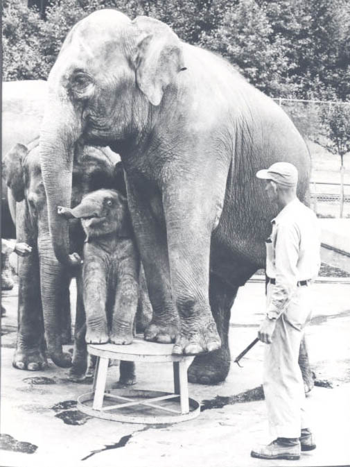 Trainer Elvin Tucker coaches Belle and her baby, Packy.