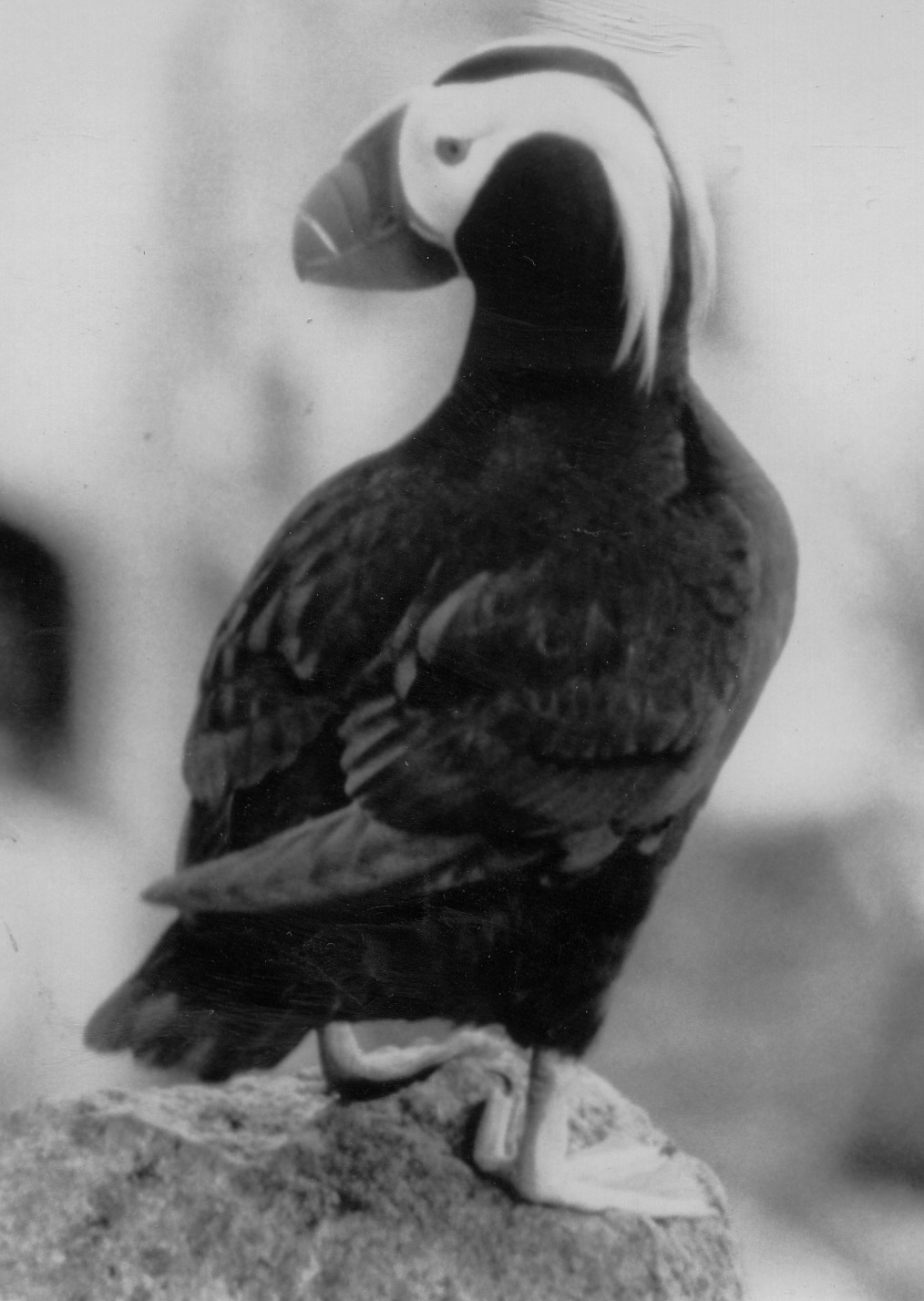 Three Arch Rocks National Wildlife Refuge and Wilderness