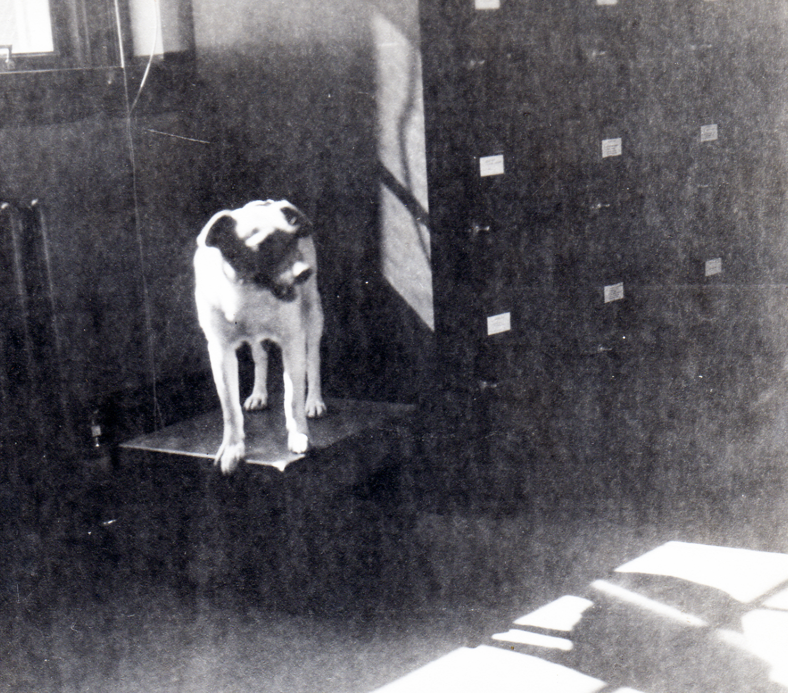 Two-Bits, the World War II Lookout Dog