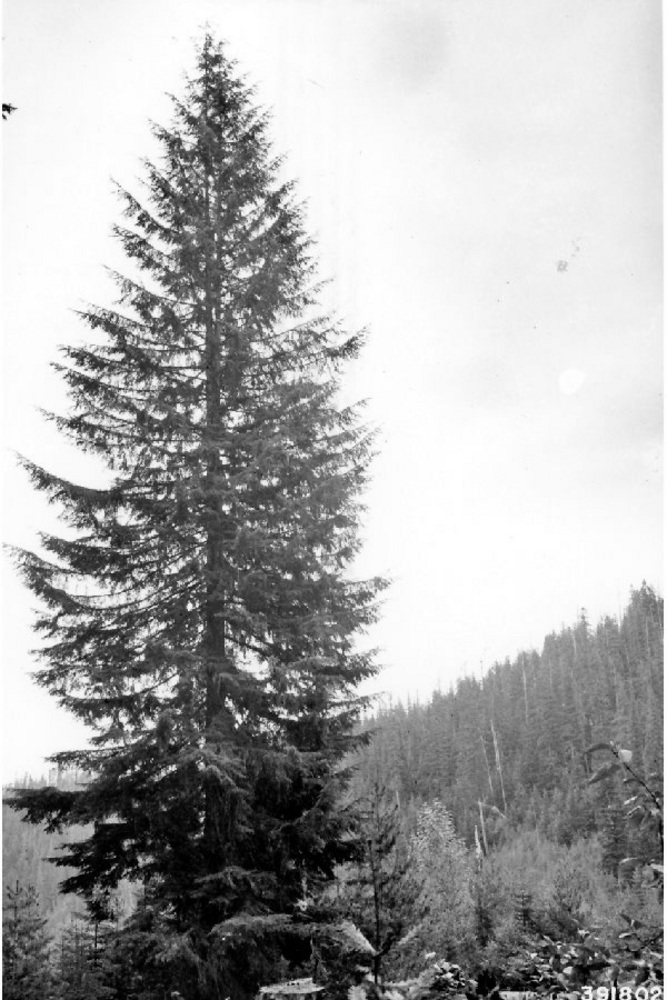 Western Hemlock.