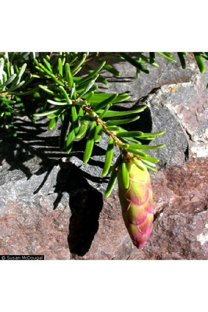Detail of Western Hemlock branch and cone.