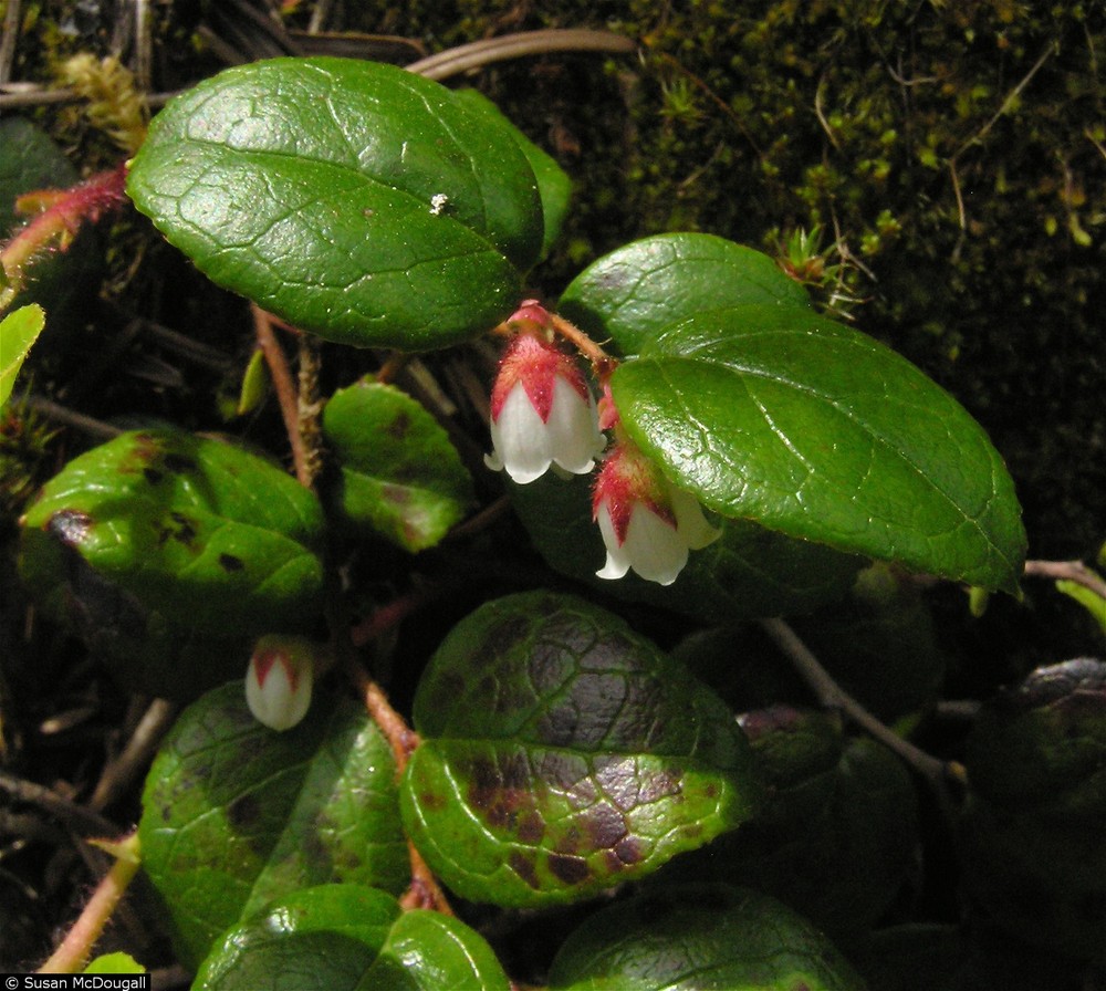 Originally collected by John Jeffrey in September 1851.