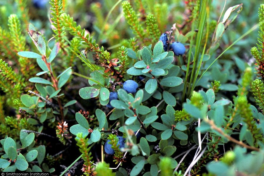 Whortleberry (Vaccinium myrtillus L.).