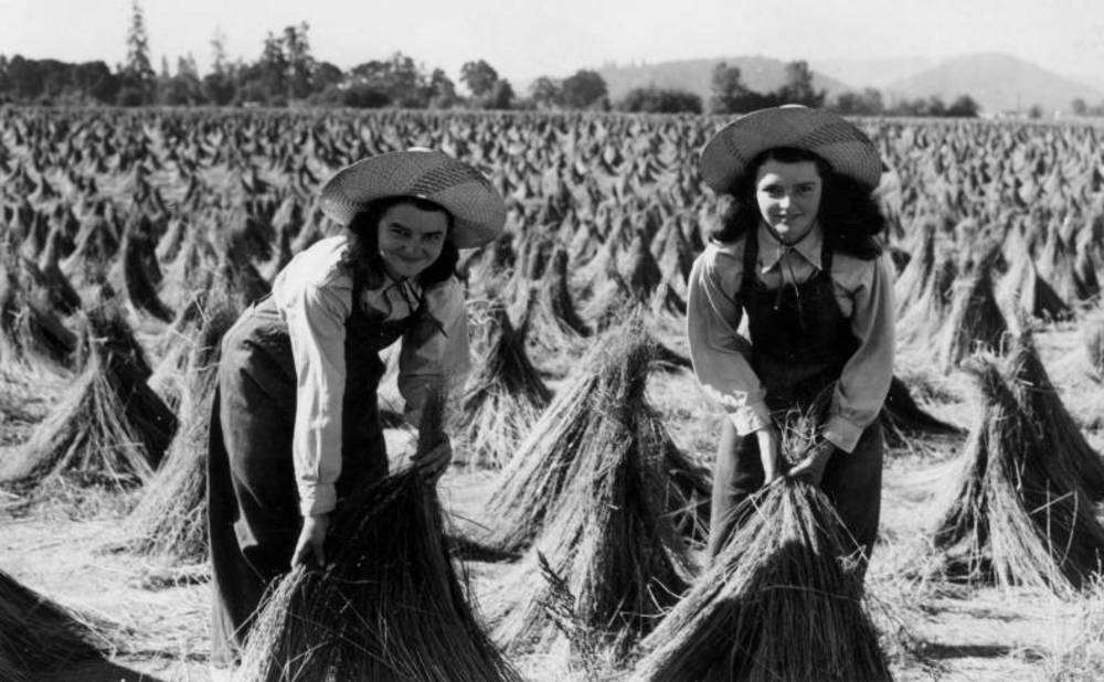 Mabel and Jessie Blackwell "wigwaming" fibre flax at the Benton County Flax Growers Cooperative near Monroe, 1944.