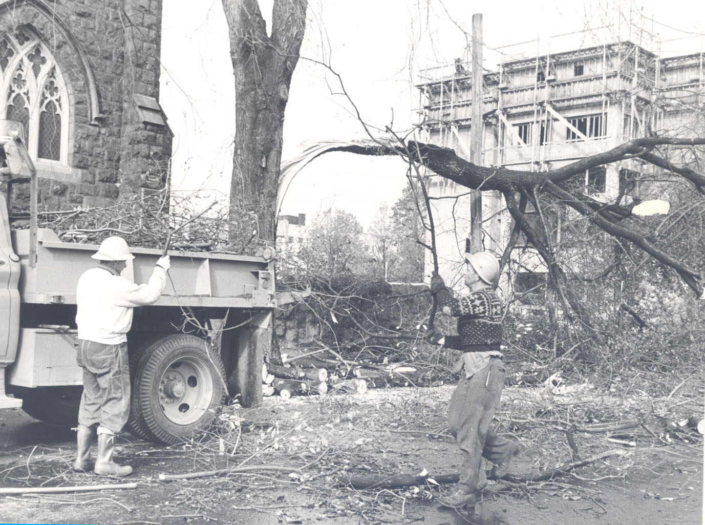 Damaged trees at NW 19th Ave. in Portland.