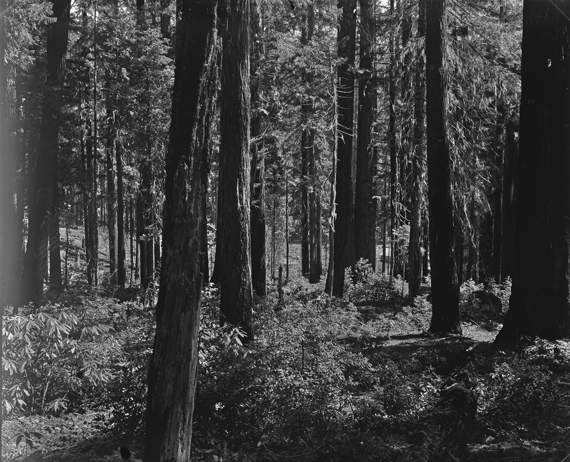 Oregon Forests and Climate Change