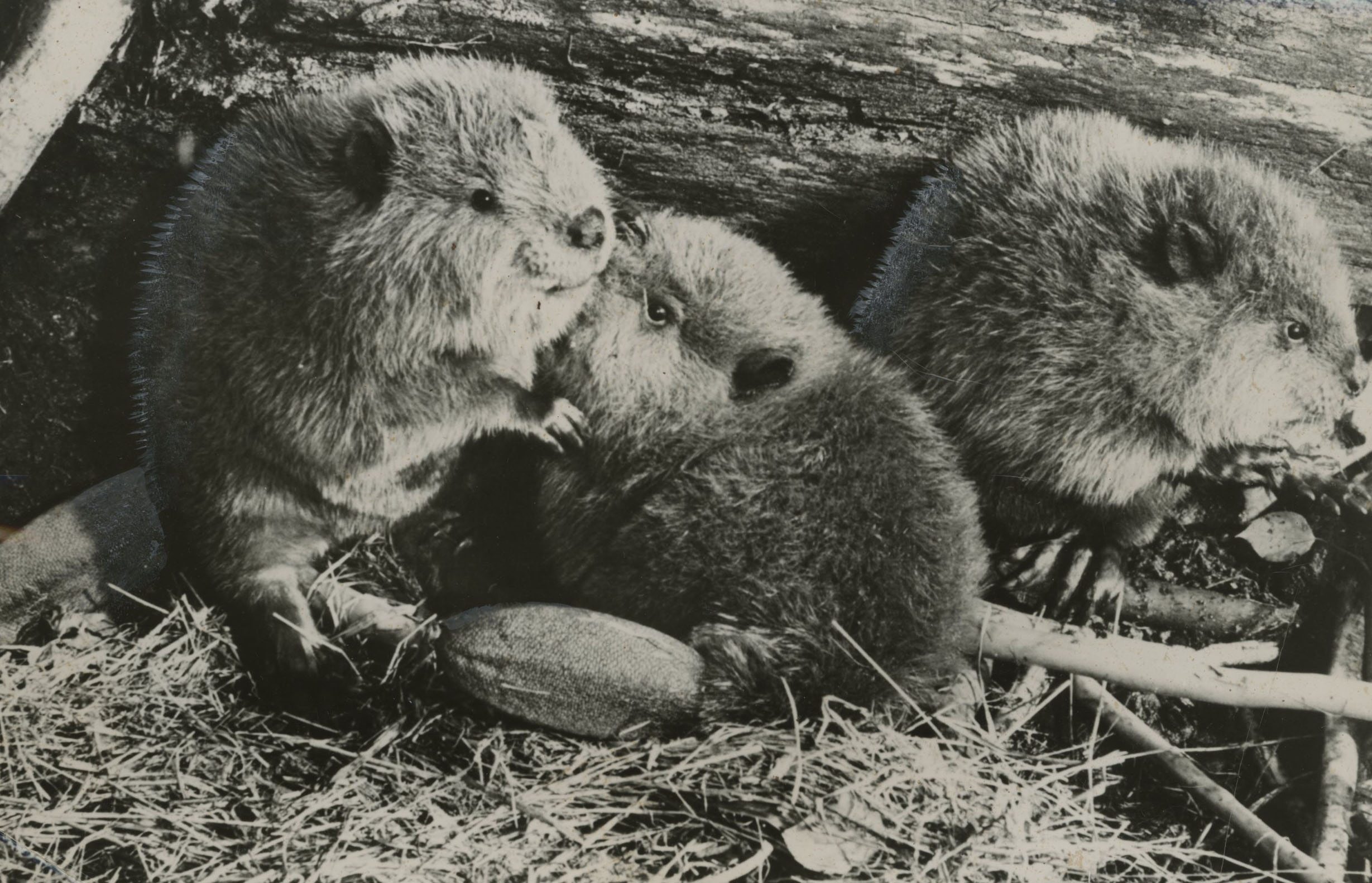 Beaver