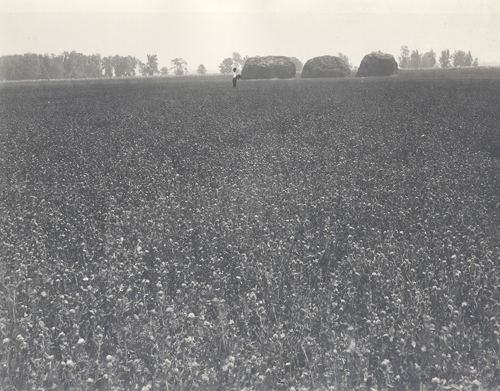Grass seed industry