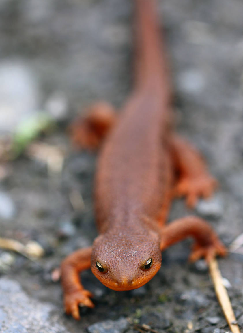 Rough-skinned newt Rough-skinned newt