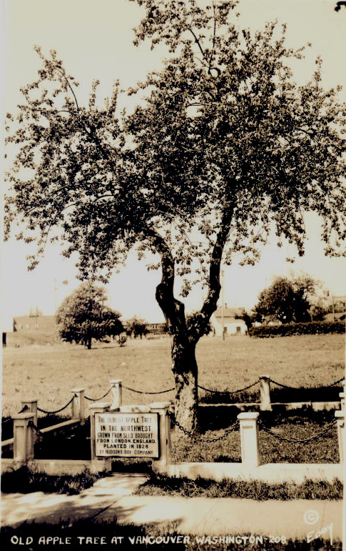 A tree planted in 1826 with seedlings from England still stands on the grounds of Fort Vancouver and Barracks.