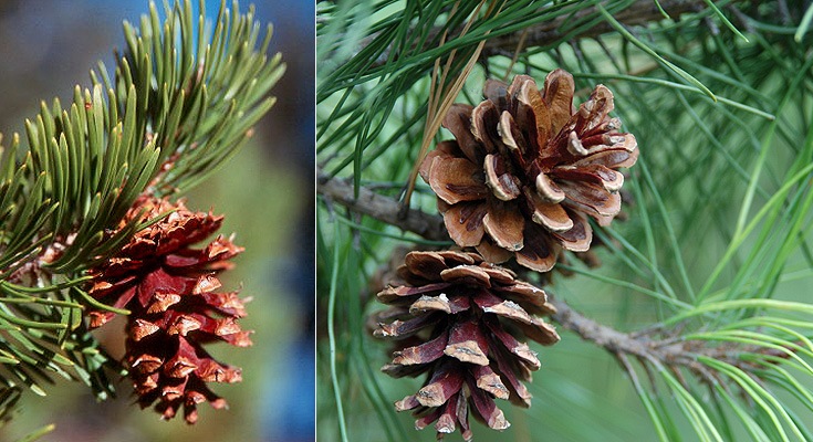 Lodgepole pine