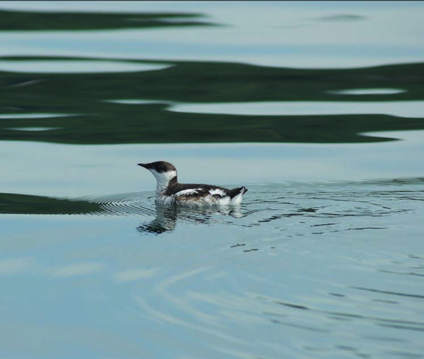 Marbled Murrelet