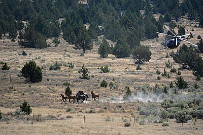 Wild Horses In Washington State / Wild Horses Monument The Mountaineers - Broadly, the law declares wild horses and burros to be “living symbols of the historic and pioneer spirit of the west” and stipulates that the blm and the u.s.