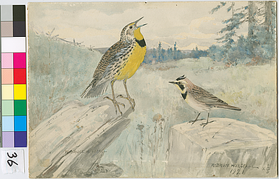 Western Meadowlark