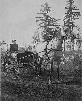 Mae Harrington Whitney Cardwell (1853-1929)