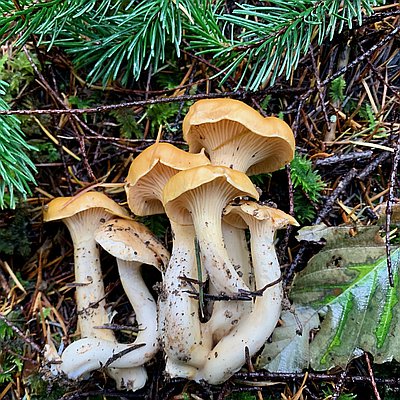 Chanterelle Mushrooms