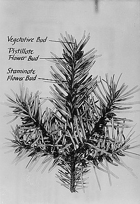 Douglas-fir