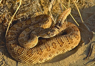 rattlesnakes